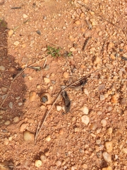 Cigaritis schistacea