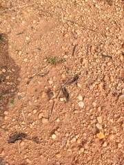 Cigaritis schistacea