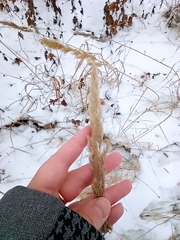 Calamagrostis epigejos