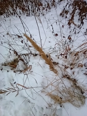 Calamagrostis epigejos