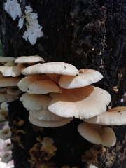 Lentinus scleropus
