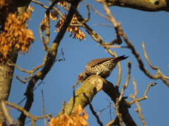 Colaptes auratus