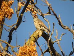 Colaptes auratus