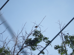 Psilopogon haemacephalus