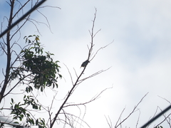 Psilopogon haemacephalus