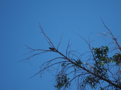 Psilopogon haemacephalus