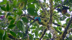 Pharomachrus auriceps