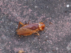 Periplaneta americana