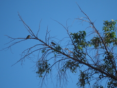 Psilopogon haemacephalus