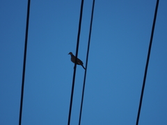 Streptopelia chinensis
