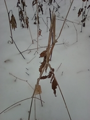 Aegopodium podagraria