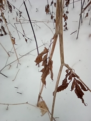 Aegopodium podagraria