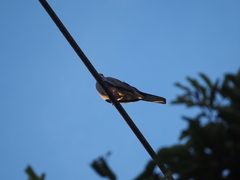 Streptopelia chinensis