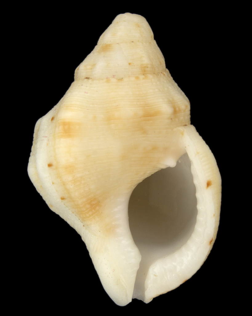Austrotriton bassi