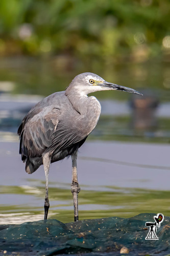 Western Reef Heron