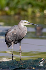 Western Reef-Heron photo 3