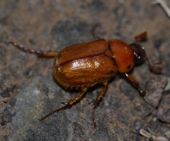 Cyclocephala pasadenae