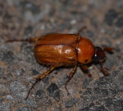 Cyclocephala pasadenae