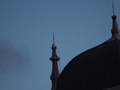 Acridotheres javanicus