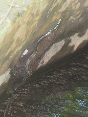 Coelognathus flavolineatus