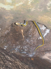 Coelognathus flavolineatus