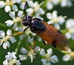 Arge melanochra