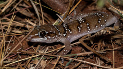 Hemidactylus triedrus