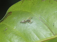 Indopadilla vimedaba