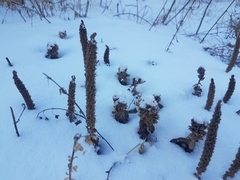 Orostachys malacophylla