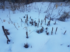 Orostachys malacophylla