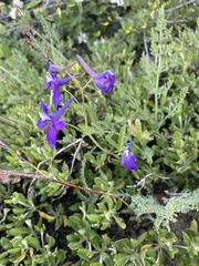 Delphinium decorum
