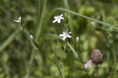 Centaurium pulchellum meyeri