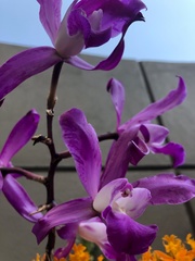 Laelia