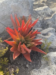 Aloe succotrina