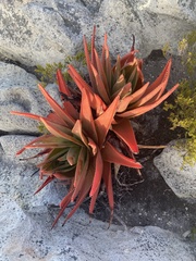 Aloe succotrina