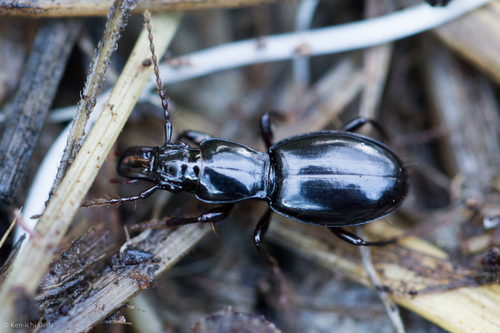 Promecognathus laevissimus photo 3