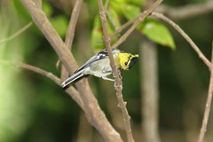 Machlolophus spilonotus