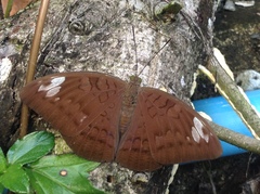 Adoliadini