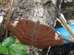 Adoliadini