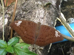 Adoliadini