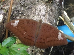 Adoliadini