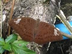 Adoliadini