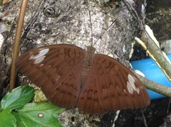 Adoliadini