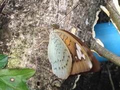 Adoliadini