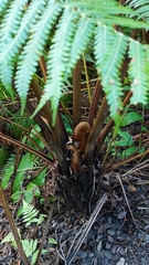 Cibotium glaucum