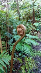 Cibotium glaucum
