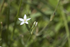 Centaurium pulchellum meyeri