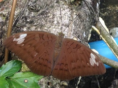 Adoliadini