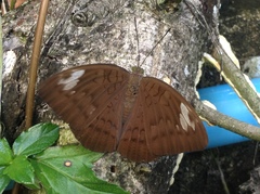 Adoliadini
