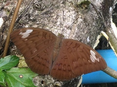 Adoliadini